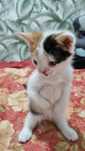 Котята очень умные