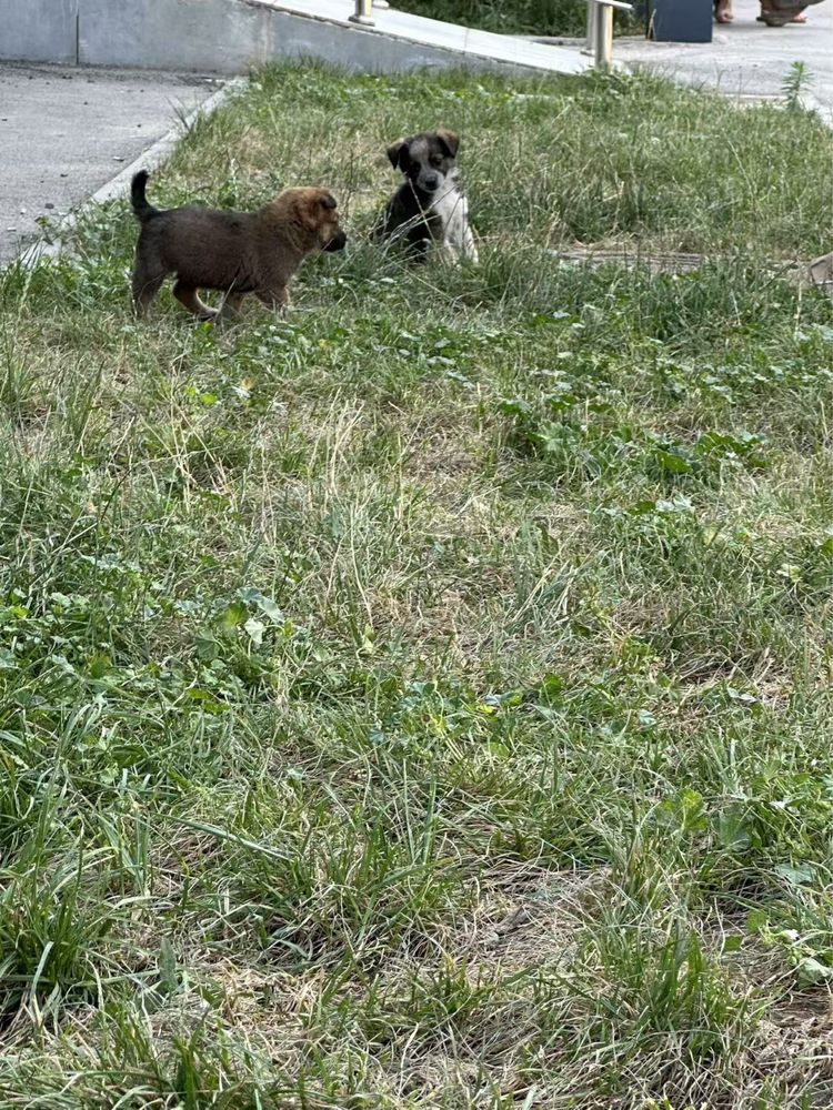 2 собака бесплатно