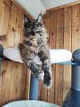 Котёнок Мейн кун
