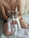 Домашний котенок