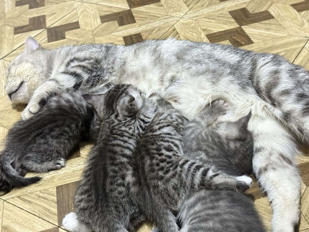 Шотланские котята серые и мраморные