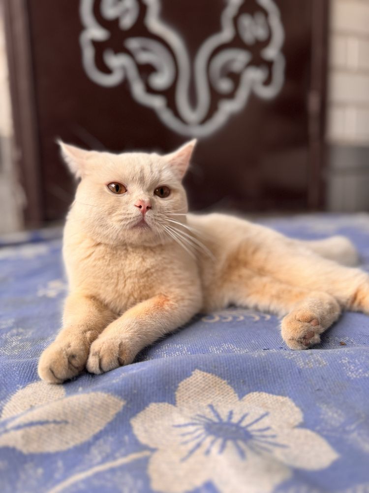 Продаётся Британская кошка белая дам на хорошие руки