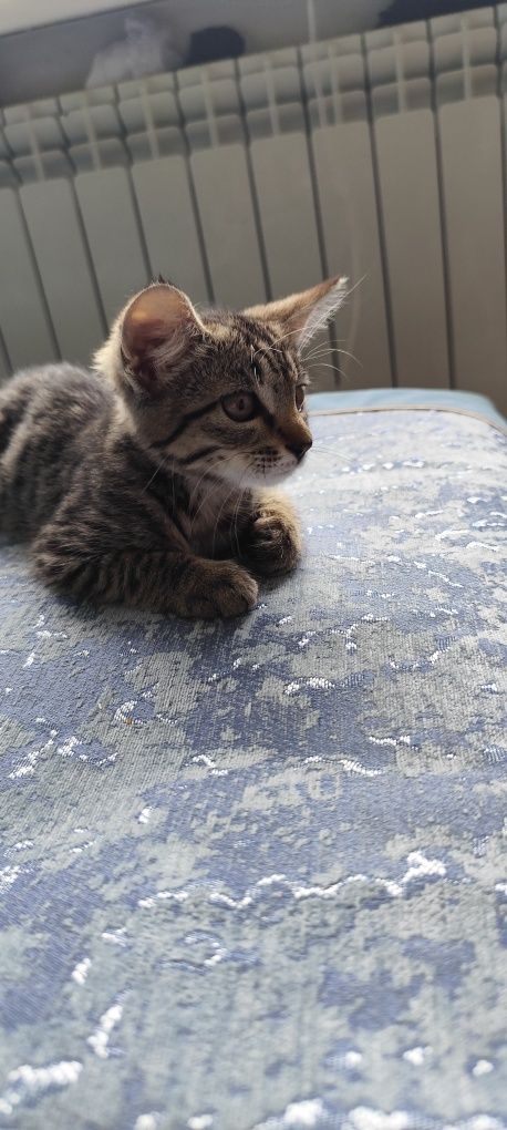 Милый котёнок ищет дом