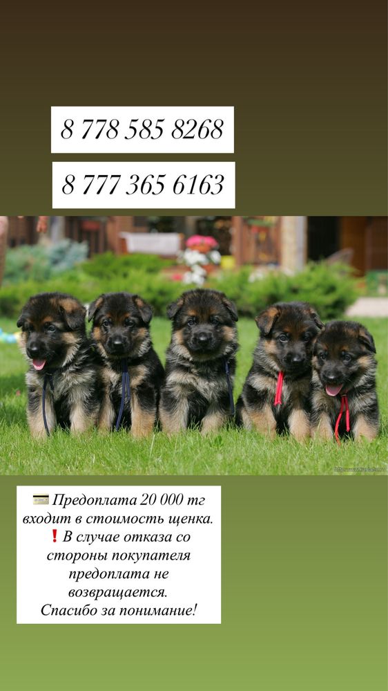 Щенки немецкой овчарки