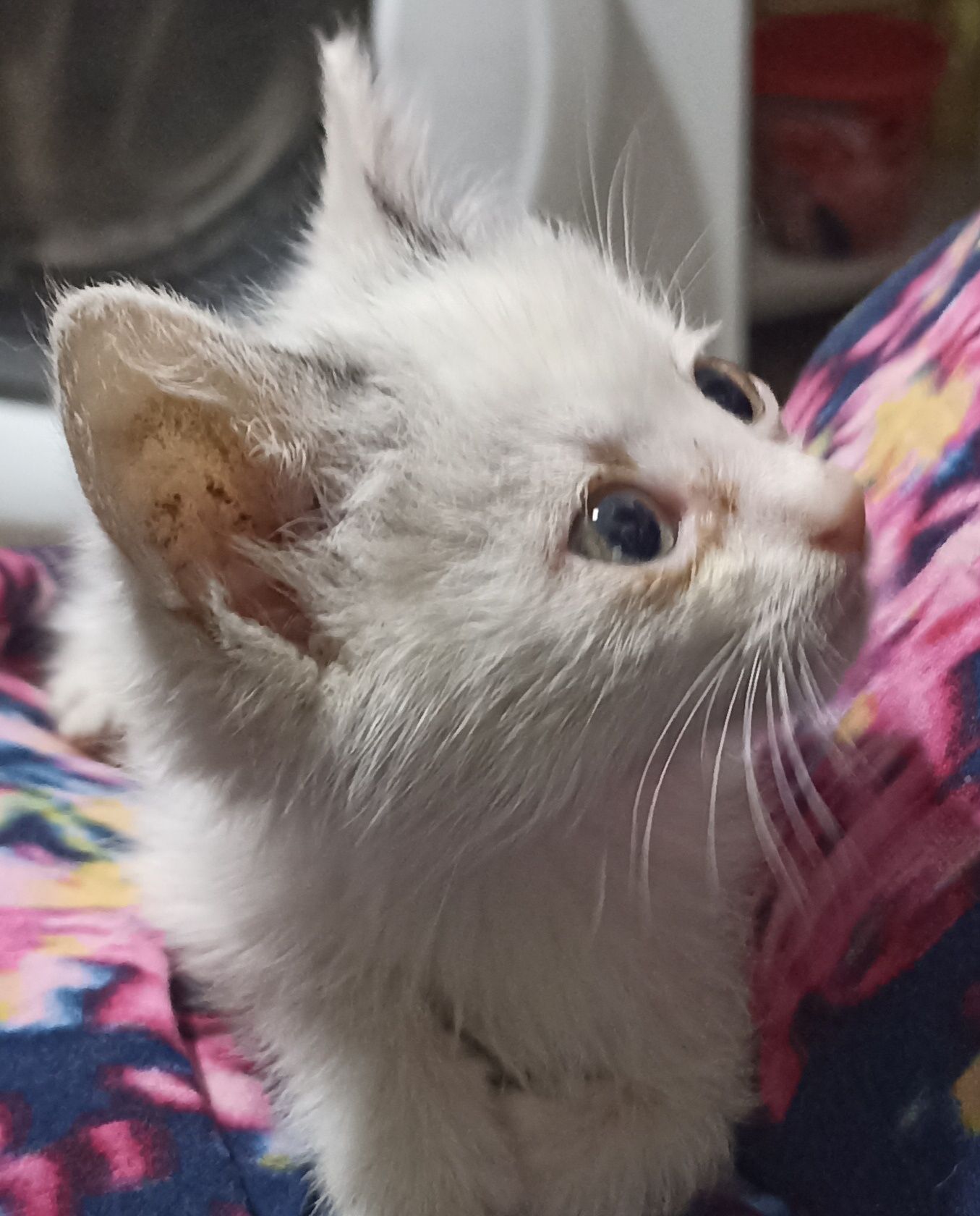 Котятки -котятушки-мальчики и девочки!