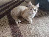 Котёнок 1,5 месяцев
