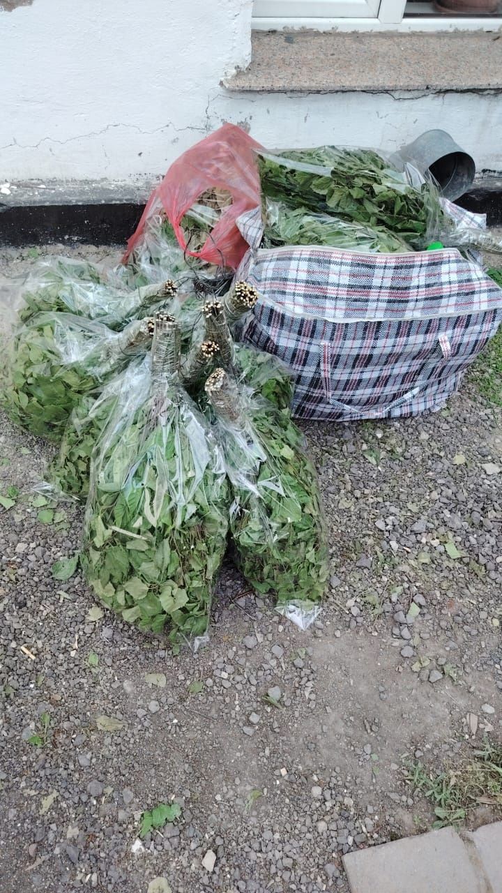 Вейники, березовые вейники