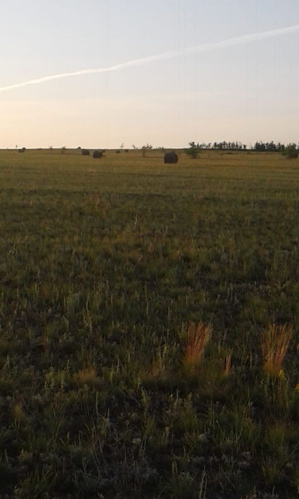 СЕНО, продам. покос 2024 года. Отличное