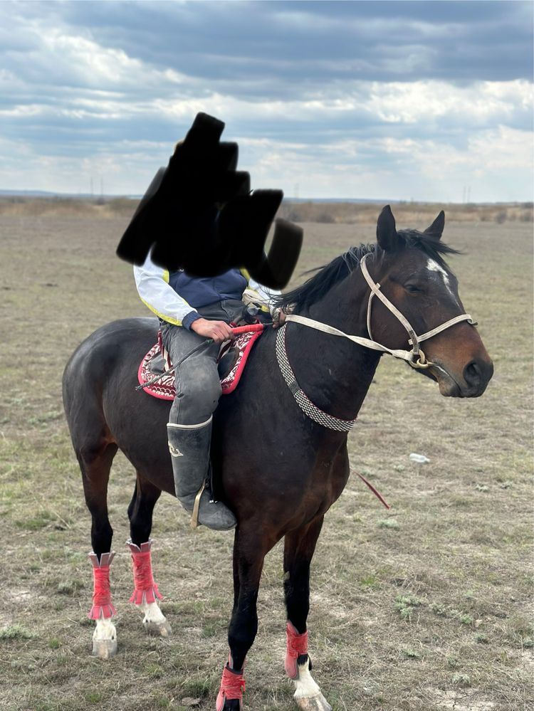 Айғыр көкпар 7 жасар