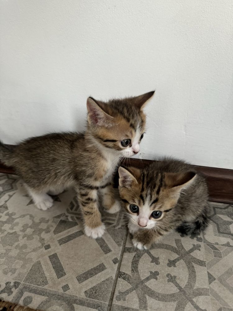 Трехцветные Котята даром