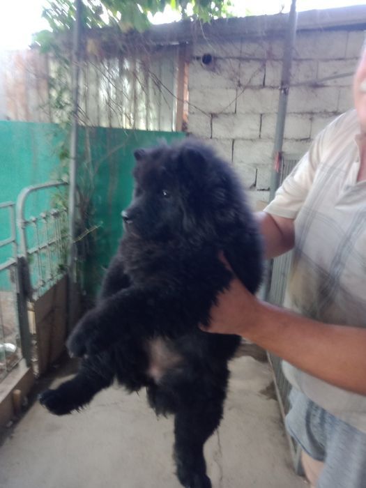 Продаётся щенок Чау чау