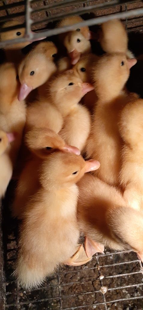 Продам кур молодку,бройлер,утят,гусят,цыплят,Комбикорм.