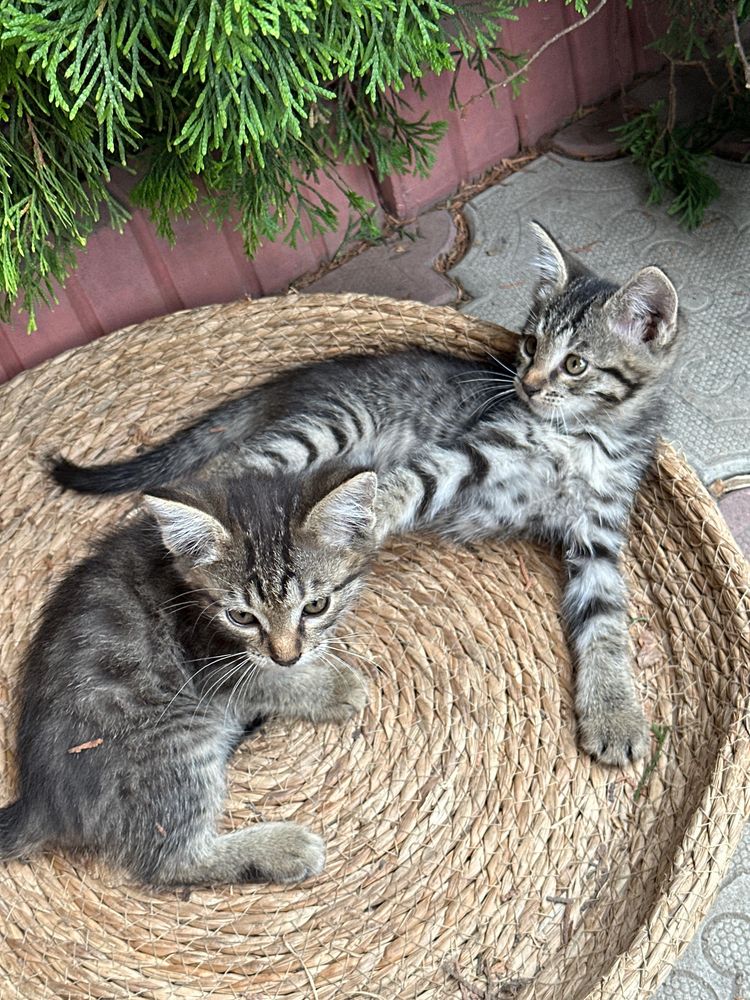 Котята отдам в добрые руки беслпатно