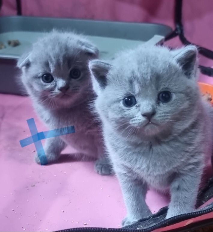 Продаю  котёнка  Темиртау