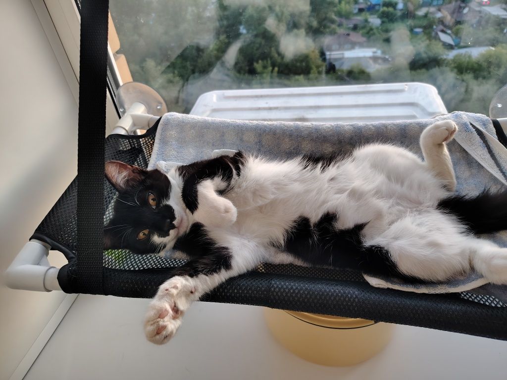 Котенок ищет дом