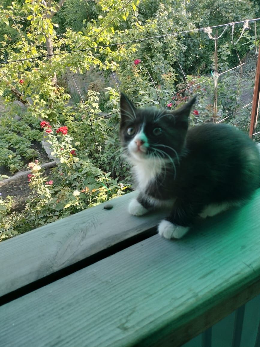 Отдам в добрые руки котенка