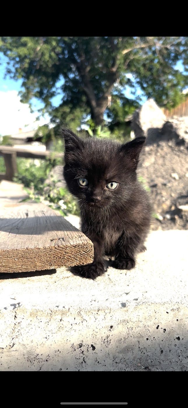 Одам котят в хорошие руки оба мальчика