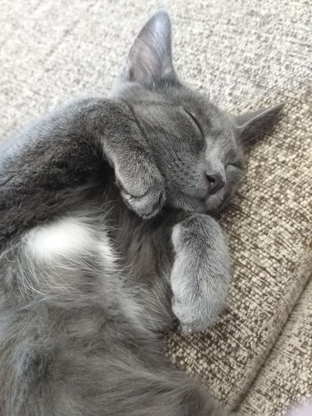 Котёнок в добрые руки
