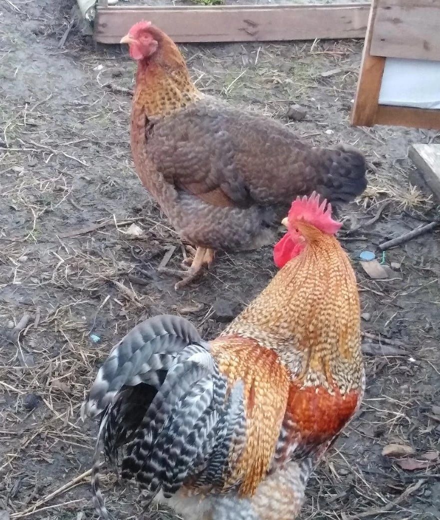 Инкубационное яйцо, цыплята, петухи, куры, брама изабелла
