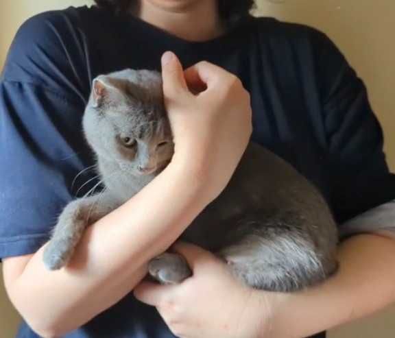 Нежная кошечка ищет дом