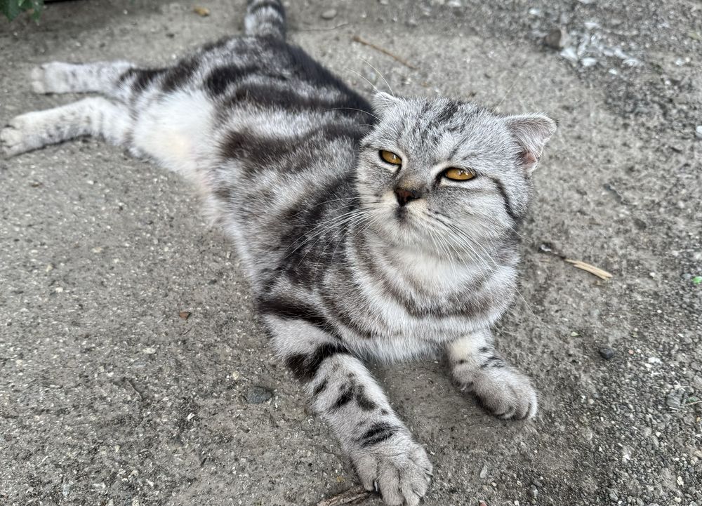 Породистая, молодая кошка в добрые руки!