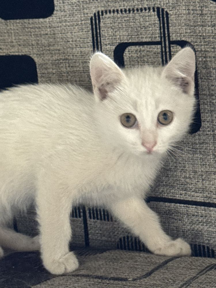 Отдам милых котят