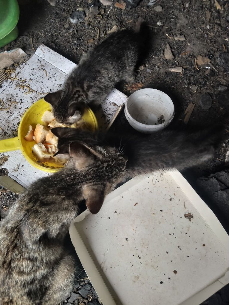 Кошки и кот 2 кота и кошки