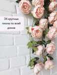 Шикарные  пионы лиана