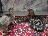 Шотланд котёноктар,марғаулар