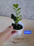 Продам Долларовый цветок/Замиокулькас