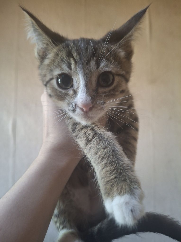 Отдам в добрые руки котят