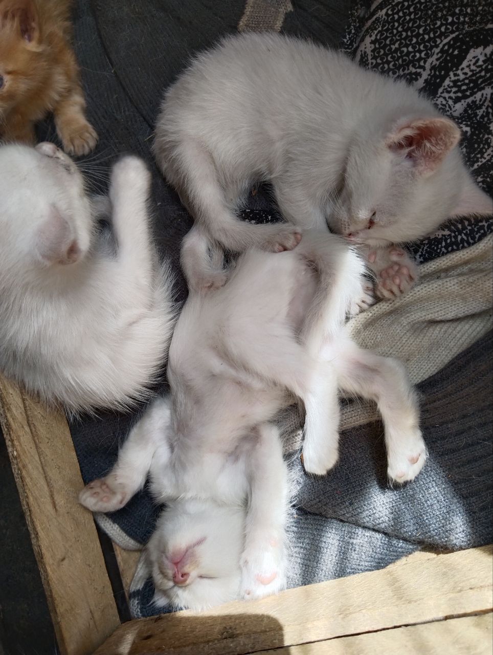 бесплатные котята в добрые руки