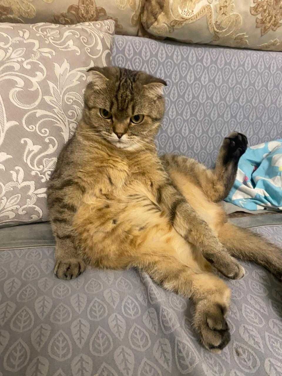 Отдам кота в добрые руки