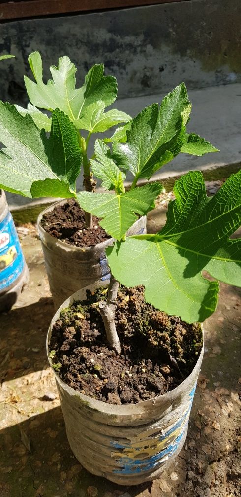 Продам саженцы инжира,сорт темно фиолетовый на фото