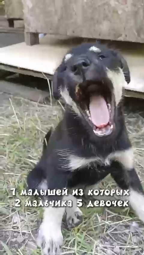 Ищем любящих хозяев для щенков!