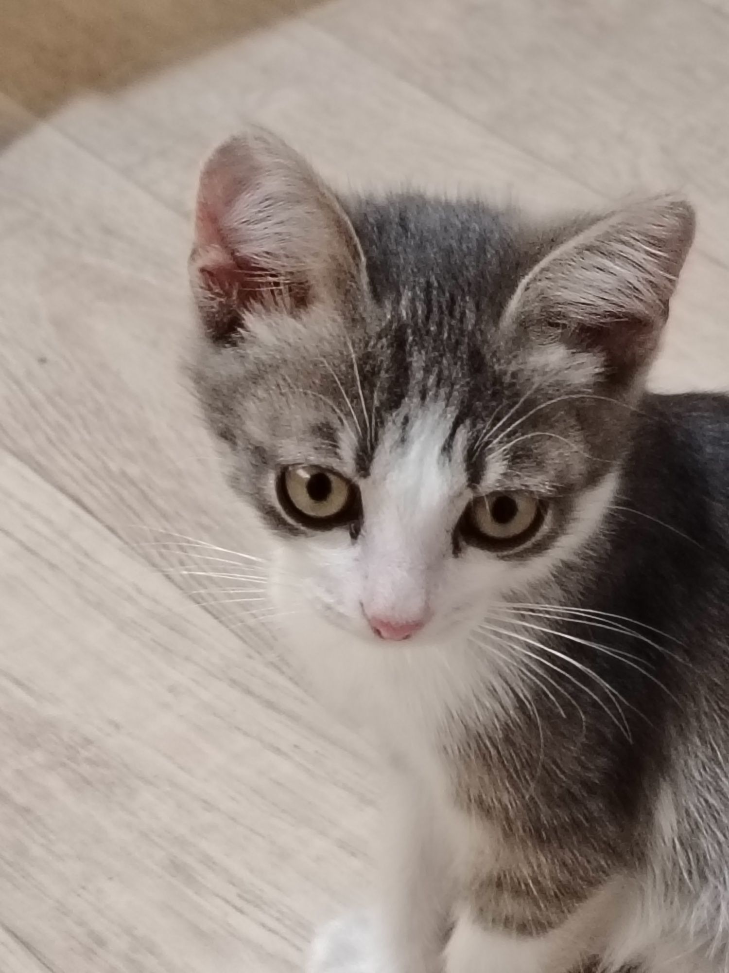 Отдам котят, мальчики, ухоженные, чистые, к лотку приучены