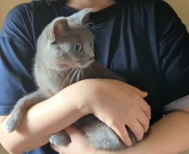 Нежная кошечка ищет дом