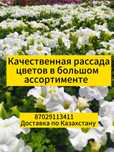Рассада однолетних. Петуния