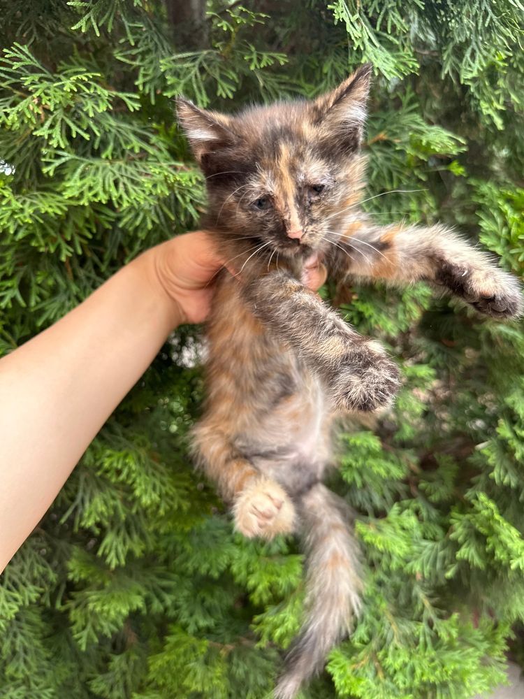 Котята отдам в добрые руки беслпатно