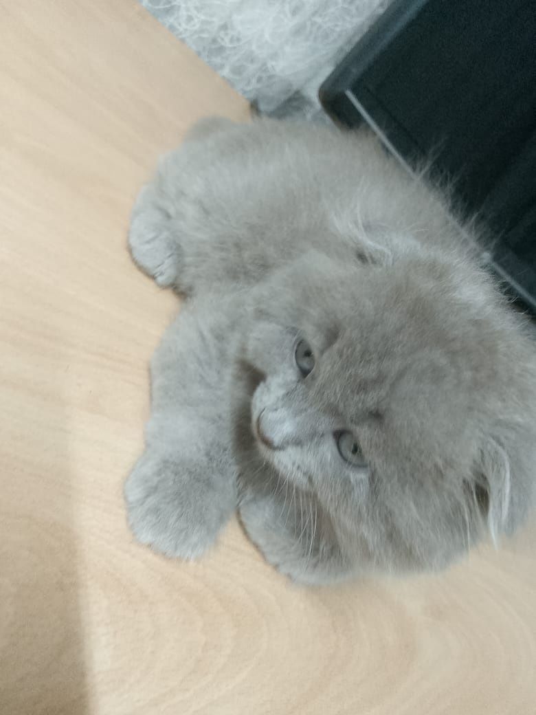 Британские котята вислоухие !