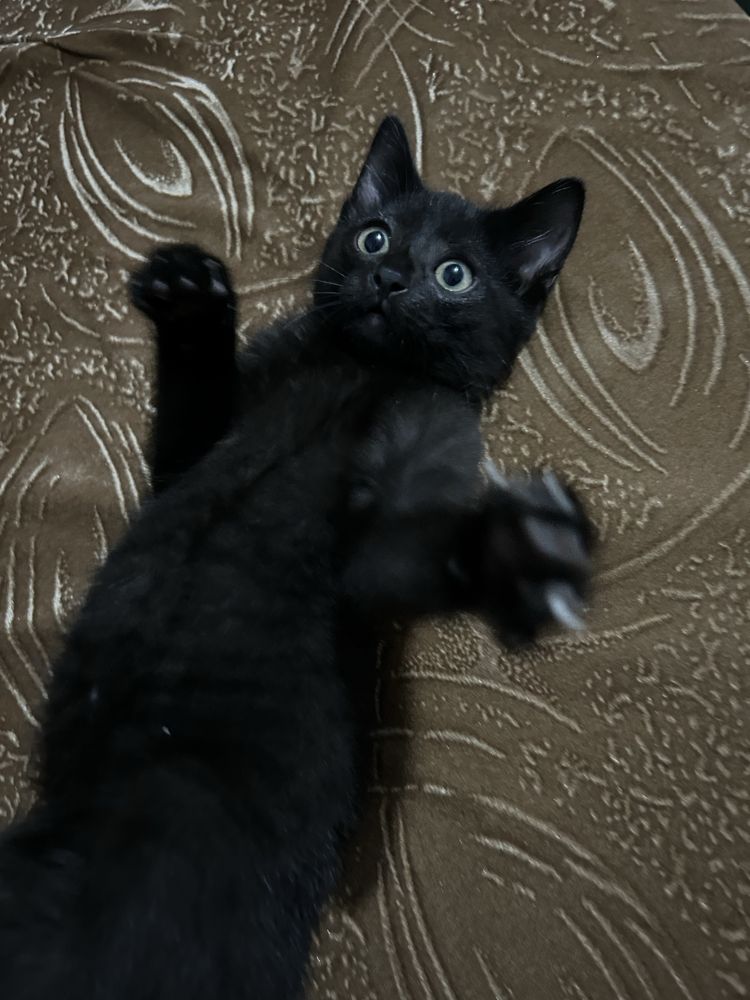 Кот мальчик в надежные руки
