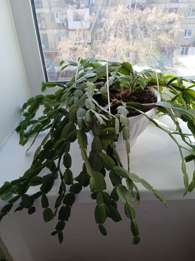 Продам цветок декабрист