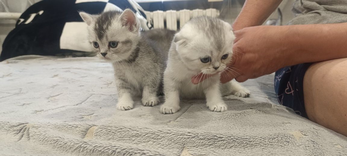 Продаются Котята шотландцы (скотиш фолд)
