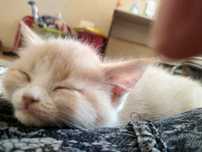 Животные кошки, котенок рыжий