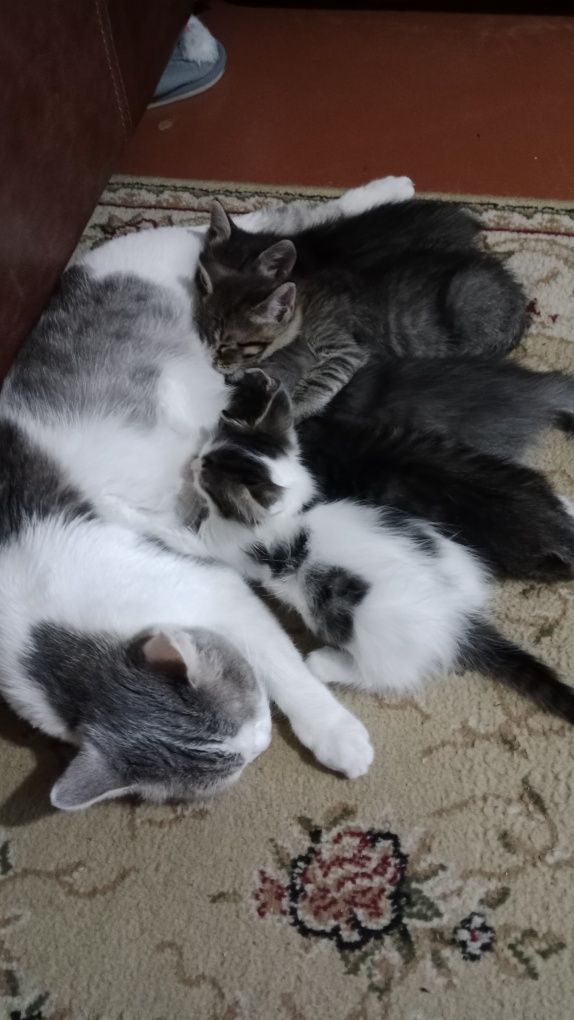 Отдадим котят 1.5 мес девочки