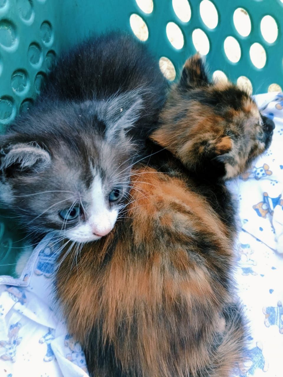 Отдам котят в добрые руки бесплатно.