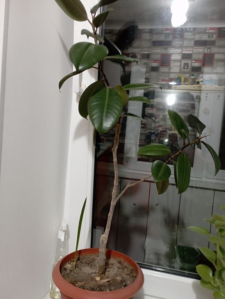 Продам фикус каучуковый