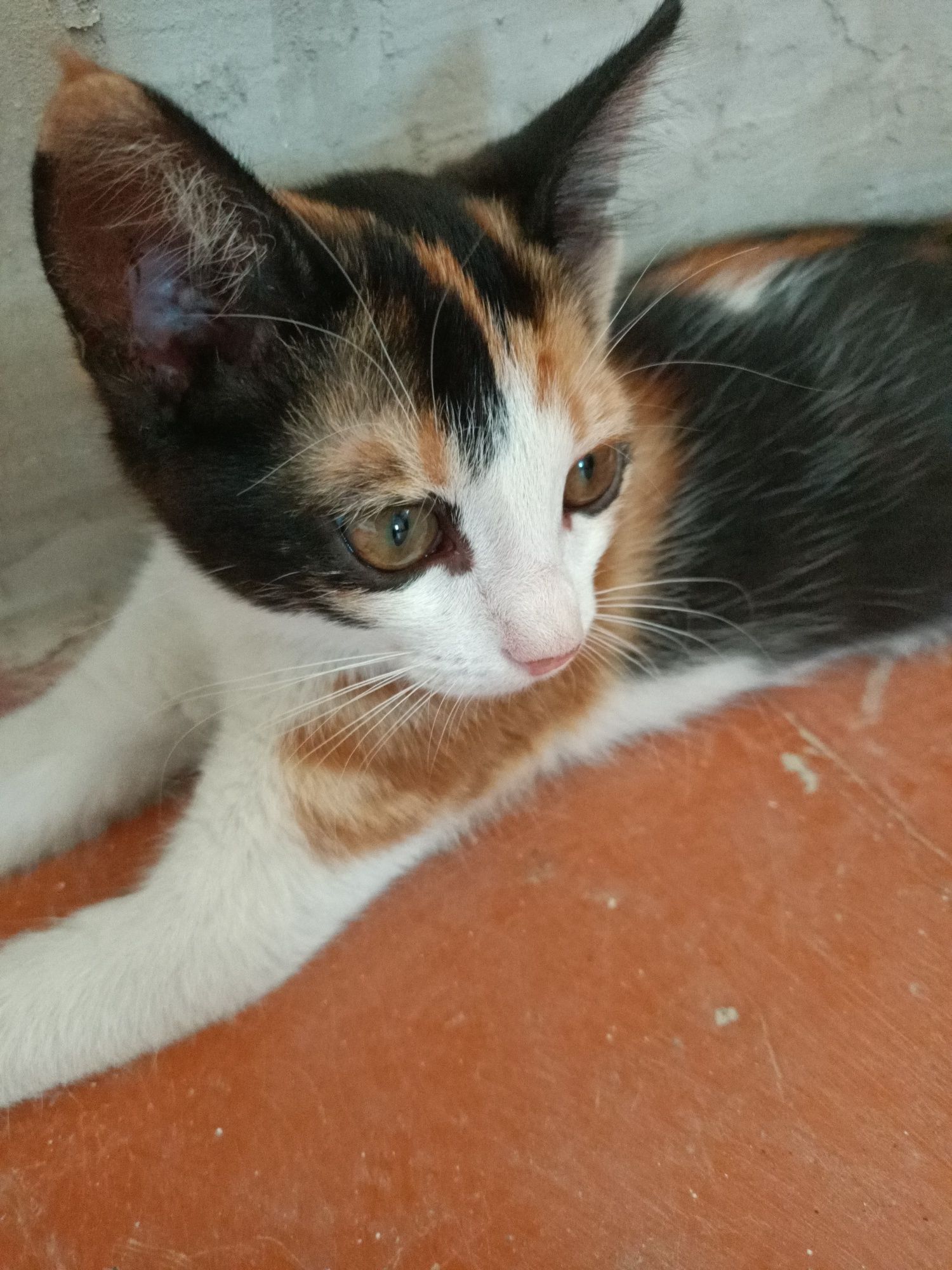Отдам котят хорошим людям