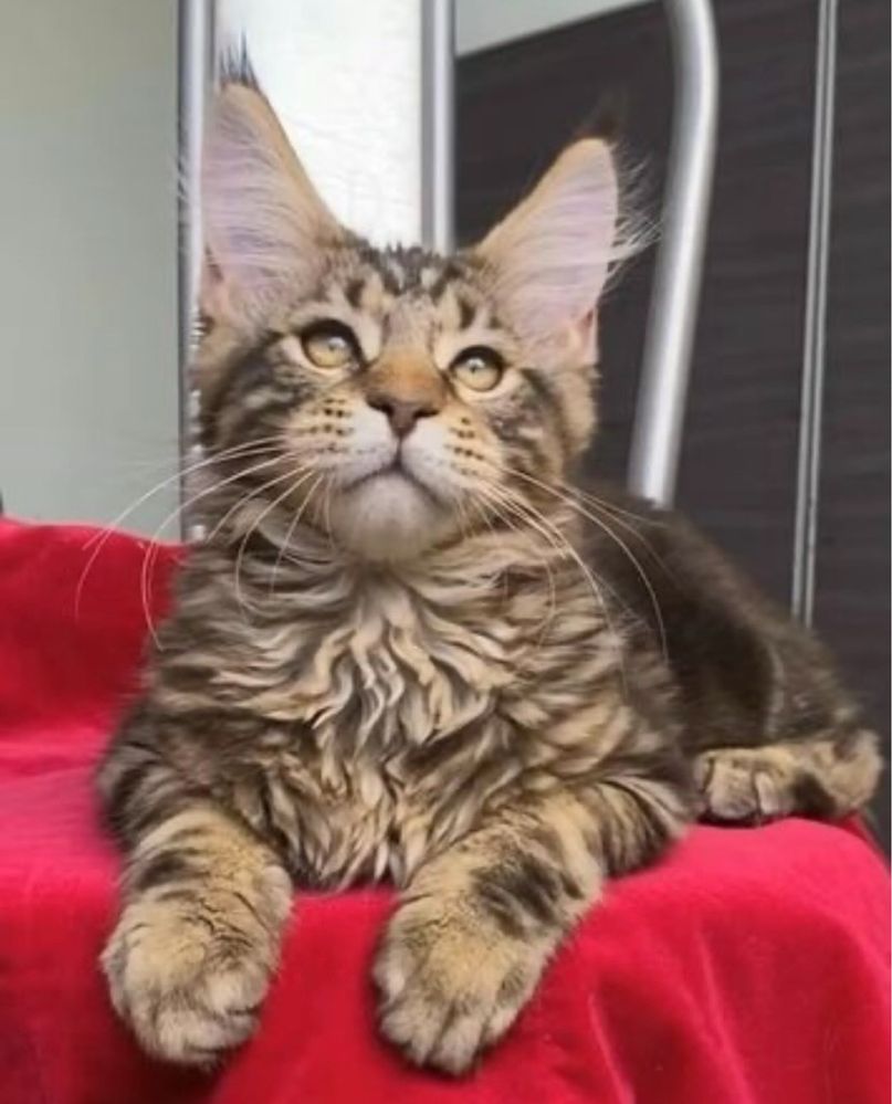 Котята мейнкун из Питомника