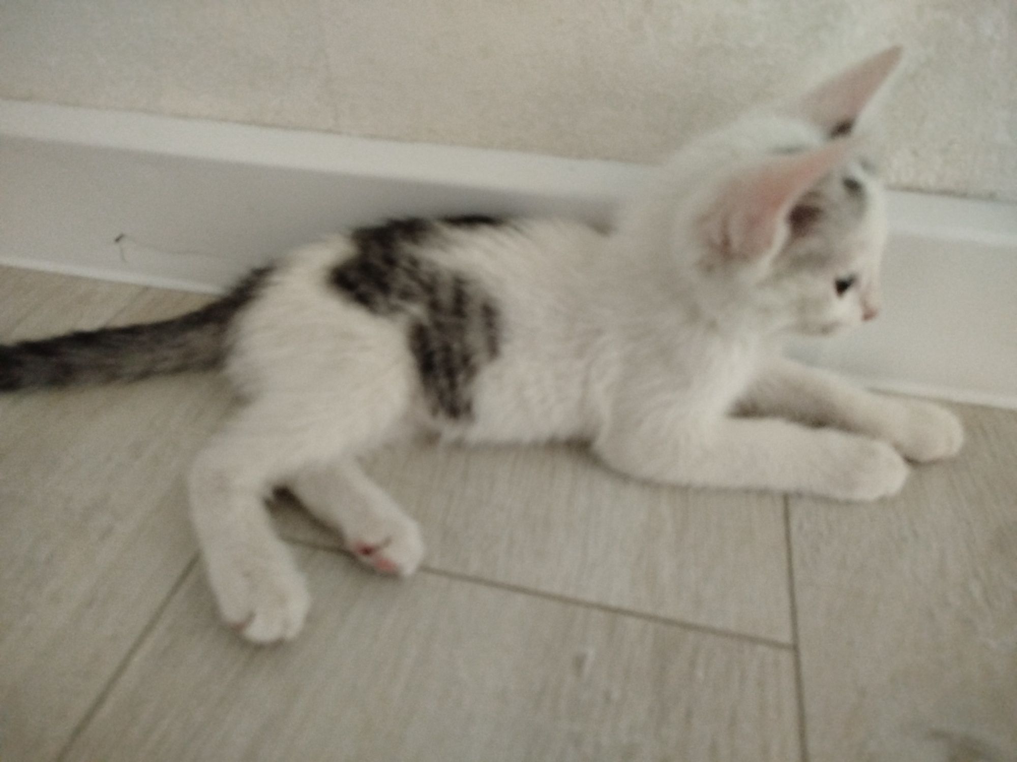 Котёнок отдам в добрые руки